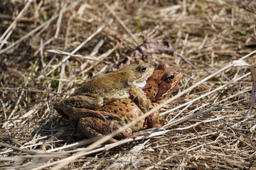 frog on the ground