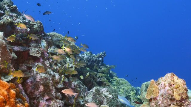 School of Grunts in coral reef of Caribbean Sea, Curacao