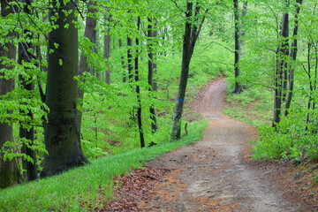 spring in the beech forest