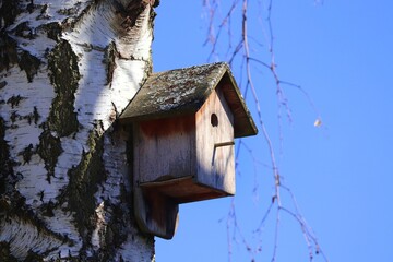 kleines Vogelhaus an einer Birke