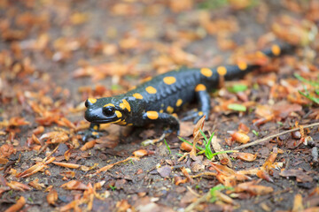 Salamandra salamandra