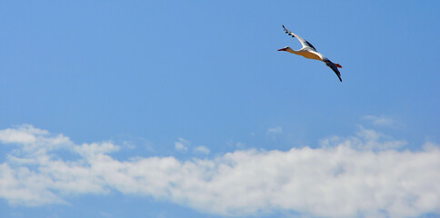 Cigogne au dessus des nuages
