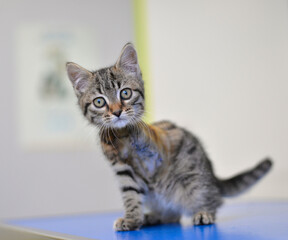chaton de 2 mois amputé d'une patte avant après un accident