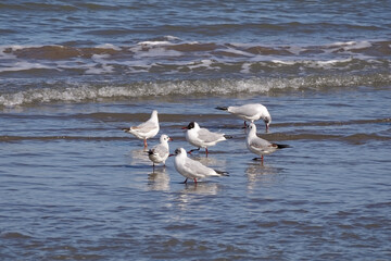 Undisturbed black-headed gulls (Chroicocephalus ridibundus) in the shallow water of the sea.