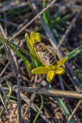 Bee on a yellow flower. Primroses. Goose bow