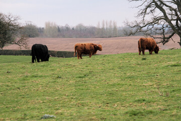 highland cows in a pasture