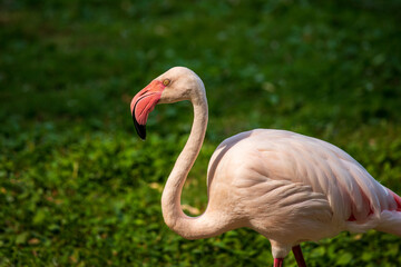 Full body of male flamingo bird on the meadow