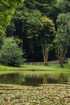 &Aacute;rvores com folhagens verdes em parque urbano, refletidas em lago, com cerca ao fundo. 