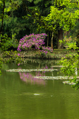Fototapeta na wymiar Árvore florida, com flores cor de rosa, refletida em lago e cercada por árvores de folhagens verdes.