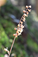 Wälder, Pflanzen und Natur