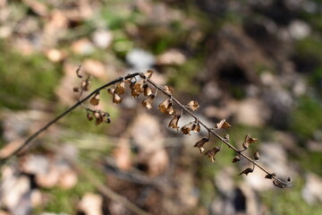 Wälder, Pflanzen und Natur