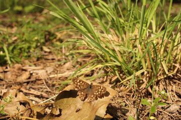 a speckled wood butterfly at green leaves in nature closeup