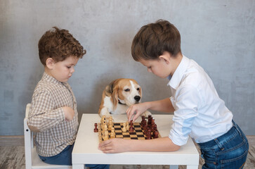 Two boys play chess at a table. A beagle dog is watching the game in a funny way. Board games in...