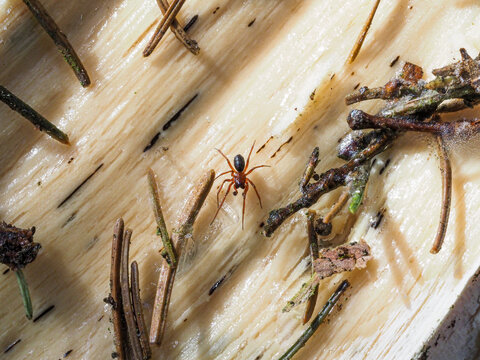 Malutki pająk na kawałku drewna
