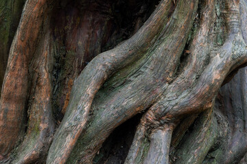 Nature abstract from tree bark the wood is twisted into abstract shapes