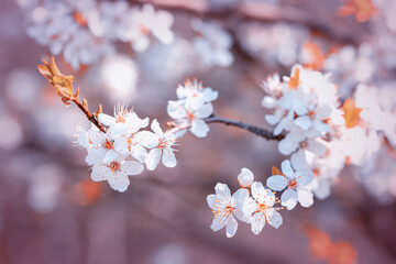 Wiosenne kwitnące na biało drzewa wiśni w ogrodzie. Kwiaty wiśni. - obrazy, fototapety, plakaty