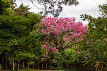 Flores coloridas no jardim