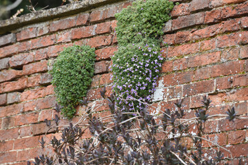Brick wall texture of the surface of an old brick wall which has been weathered with age