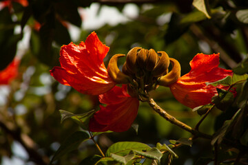 Flores coloridas no jardim