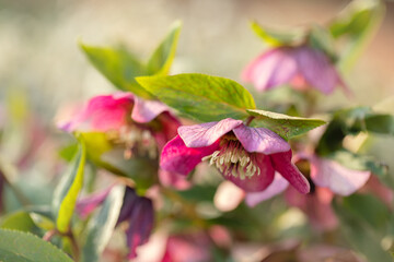 Wiosenny kwiat Ciemiernik (Helleborus)