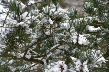 Winterlandschaft