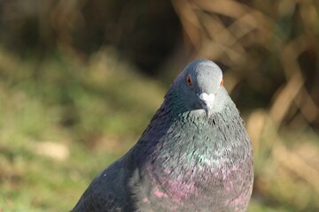 The pigeon in the nature with his orange eyes looking for a food at Brno, Czech republic