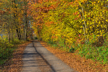 Naklejka na ściany i meble Autumn foliage with a forest road. A beautiful sunny day during the fall season