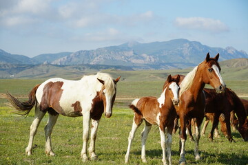 Fototapeta na wymiar horse family