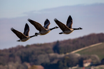 Canada Geese Flying over the South Downs in Sussex
