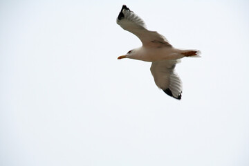 A large seagull flies against a light gray sky. Shot from the bottom point.