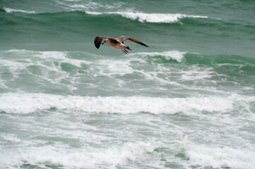 A large seagull flies over the sea. Shot from the top point.