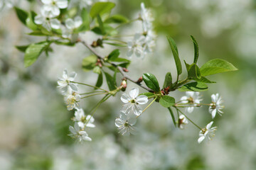Lush spring cherry blossom tree. Branch with white cherry flowers on a background of green foliage on a sunny day. Selective focus.