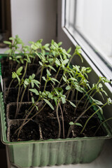 Small seedlings on a light background grow in a growing tray. Concept - seedlings of gardeners.