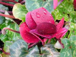 Greek cyclamen, or Cyclamen graecum plant with purple flowers, wet after the rain