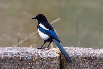 A Magpie in Springtime, with a Shallow Depth of Field