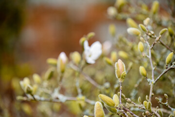 Magnolia tree in spring time as the buds are about to flower