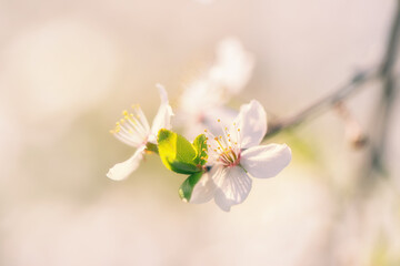 Wiosenne pastelowe kwiaty, białe płatki