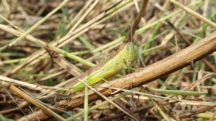 Grasshopper in the wetland