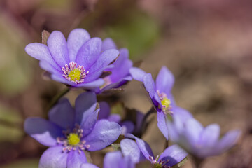 Wiosenne kwiaty przylaszczki (Hepatica nobilis)  © anettastar