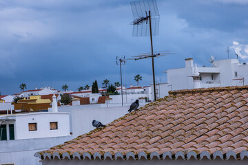 Birds in the roof