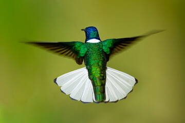 White-necked jacobin - Florisuga mellivora also great jacobin or collared hummingbird, Mexico, south to Peru, Bolivia and south Brazil, Tobago and Trinidad, flying and feedind bird