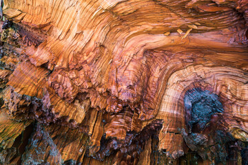 Bright wet driftwood texture