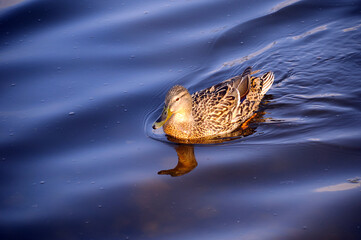 Gray duck on the river