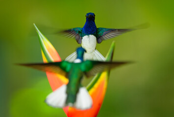 White-necked jacobin - Florisuga mellivora also great jacobin or collared hummingbird, Mexico, south to Peru, Bolivia and south Brazil, Tobago and Trinidad, flying and feedind bird