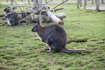 Naklejka na ściany i meble grey kangaroo on the grass in zoo