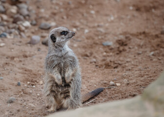 Fototapeta premium meerkat on guard duty on ground in day in zoo