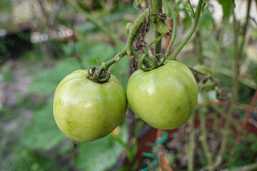 Healthy Growing Garden Green Tomatoes