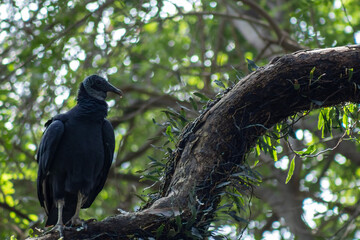 crow on a tree
