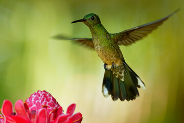 Scaly-breasted hummingbird - Phaeochroa cuvierii  species of hummingbird in the family Trochilidae,  green bird flying and feeding on the pink red blossom bloom flower