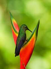 Green-crowned Brilliant - Heliodoxa jacula large, robust hummingbird that is a resident breeder in the highlands from Costa Rica to western Ecuador, flying and feeding on the red bloom, green